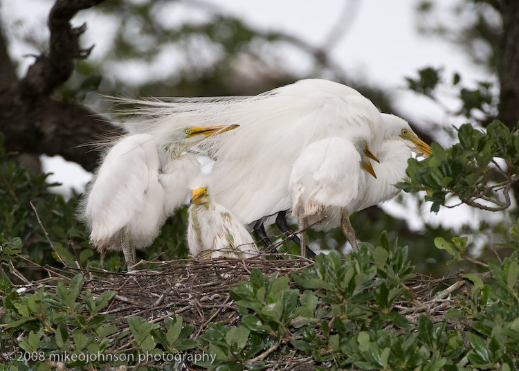 Great White Egret with Chicks20080408-GI-_MOJ1187.jpg