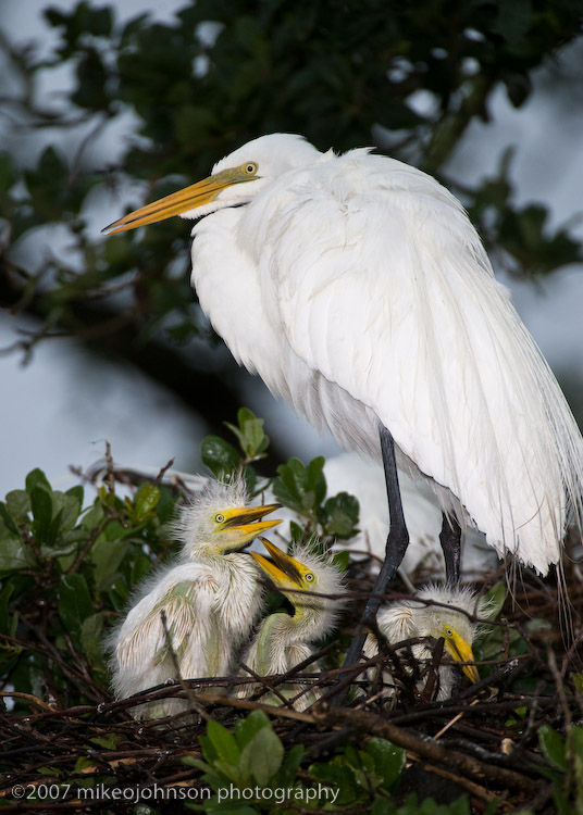 Great White Egret with Chicks_MOJ1115-1.jpg