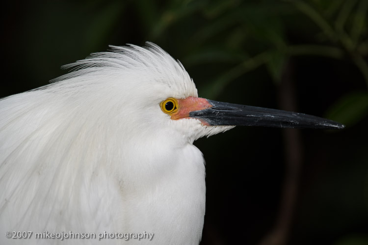 Snowy Egret Portrait_MOJ1063-Edit-1.jpg