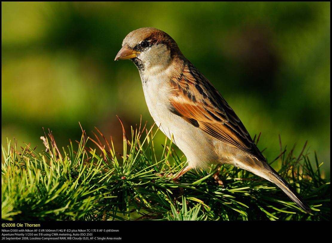 House Sparrow (Grspurv / Passer domesticus) 