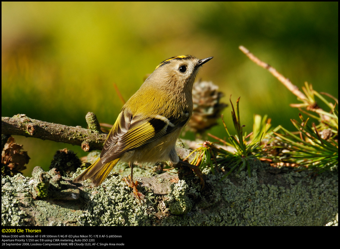 Goldcrest (Fuglekonge / Regulus regulus)