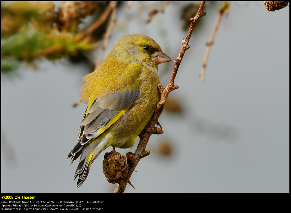 Greenfinch (Grnirisk / Carduelis chloris)