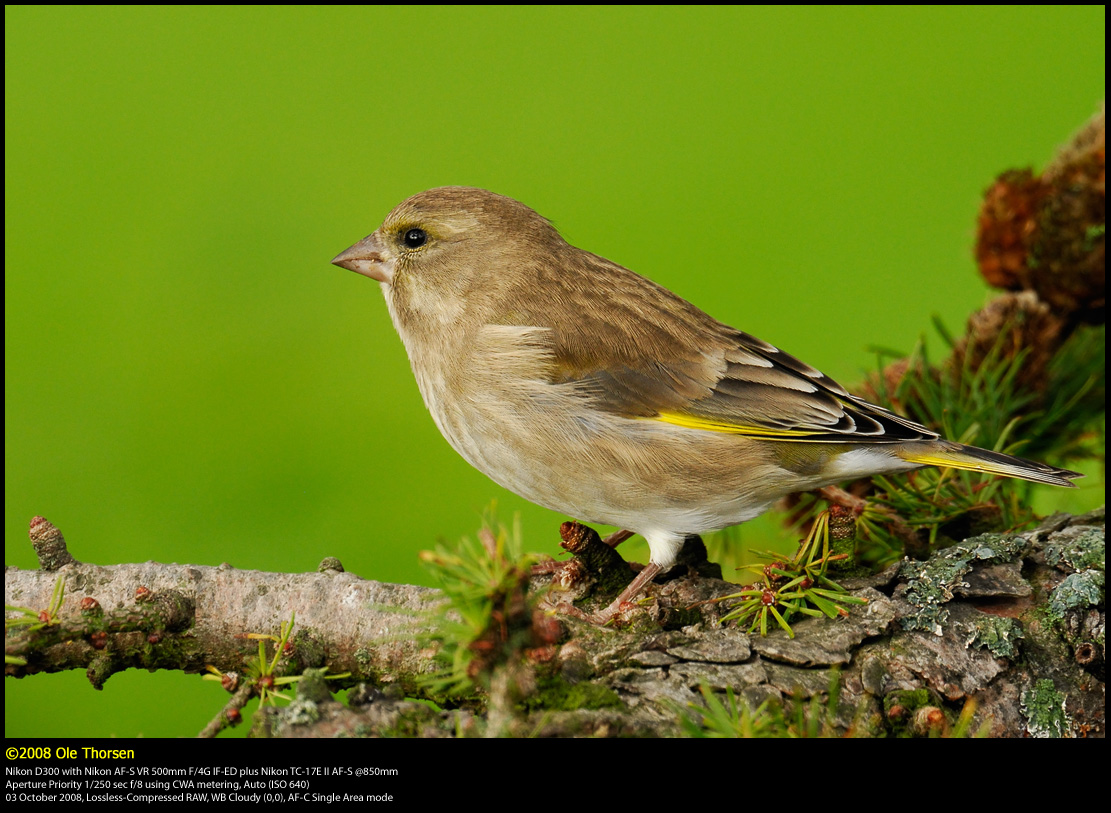 Greenfinch (Grnirisk / Carduelis chloris)