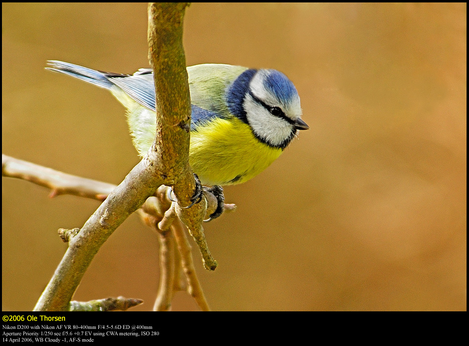 Blue tit (Blmejse / Cyanistes caeruleus)