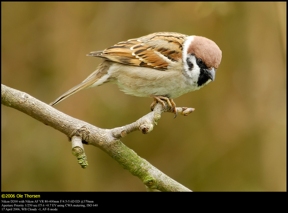 Tree Sparrow (Skovspurv / Passer montanus)