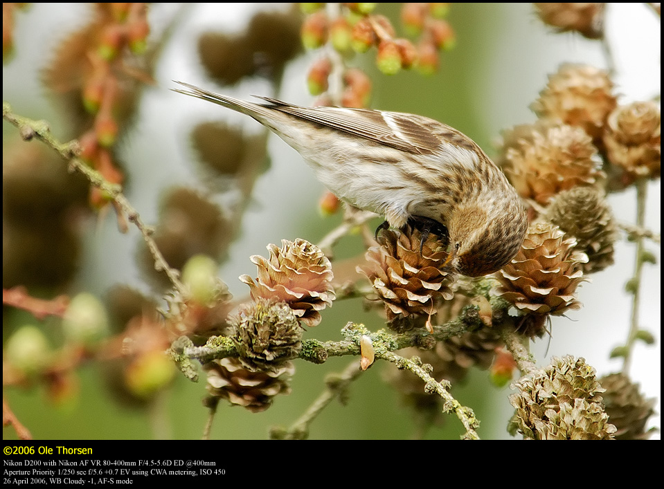 Lesser Redpoll (Lille Grsisken / Carduelis cabaret)