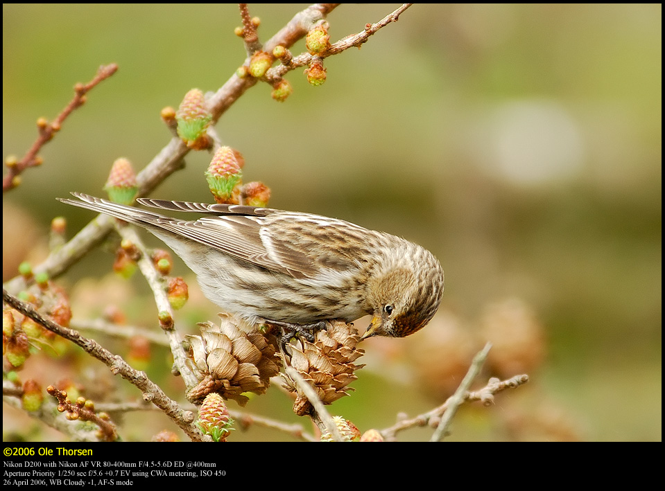 Lesser Redpoll (Lille Grsisken / Carduelis cabaret)