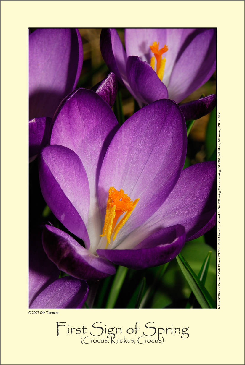 Crocus (Krokus / Crocus sp.)