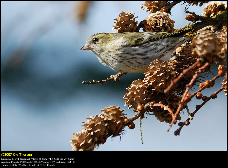 Siskin (Grnsisken / Carduelis spinus)