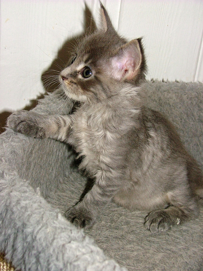 Lakiesha 0106 PS web.jpg