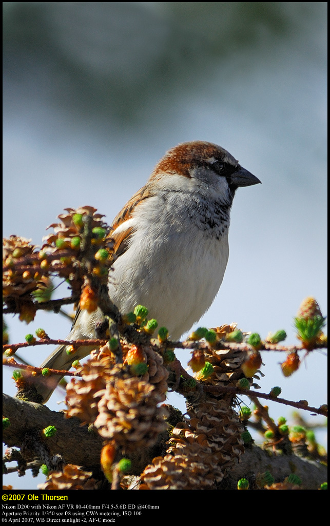 House Sparrow (Grspurv / Passer domesticus)