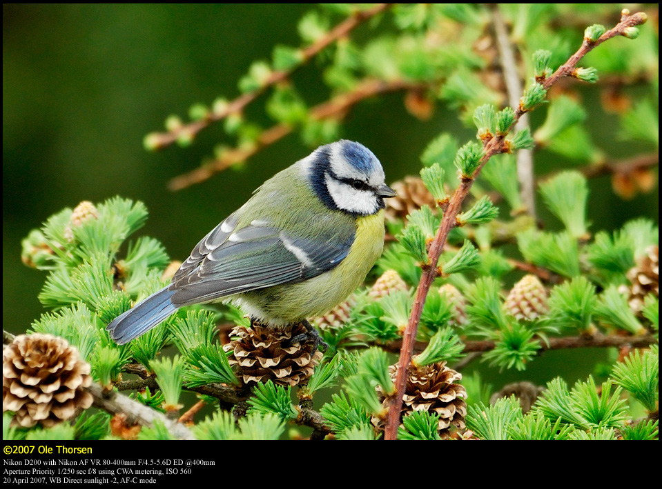 Blue tit (Blmejse / Cyanistes caeruleus)