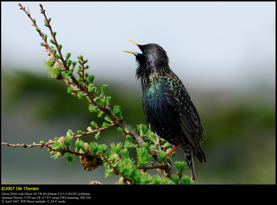 Starling (Str / Sturnus vulgaris)