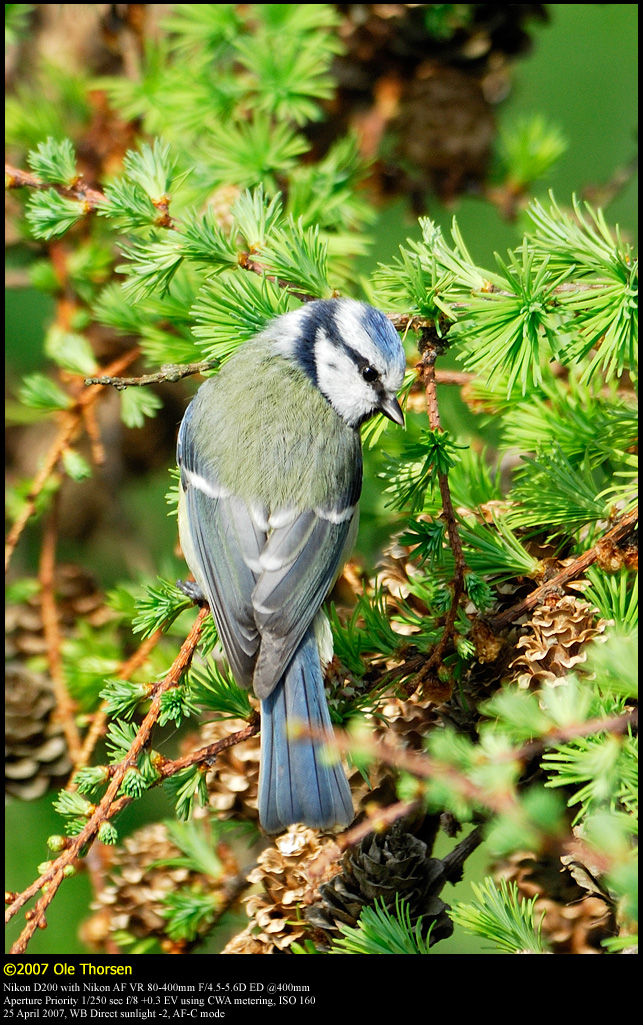 Blue tit (Blmejse / Cyanistes caeruleus)