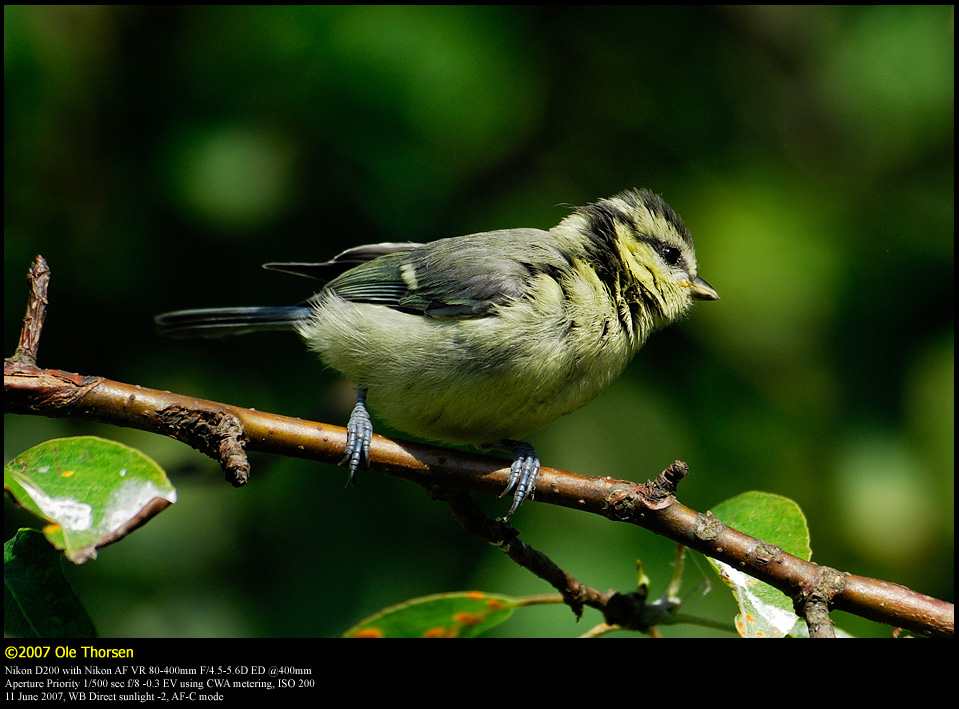 Blue tit (Blmejse / Cyanistes caeruleus)