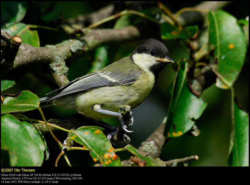 Great Tit (Musvit / Parus major)