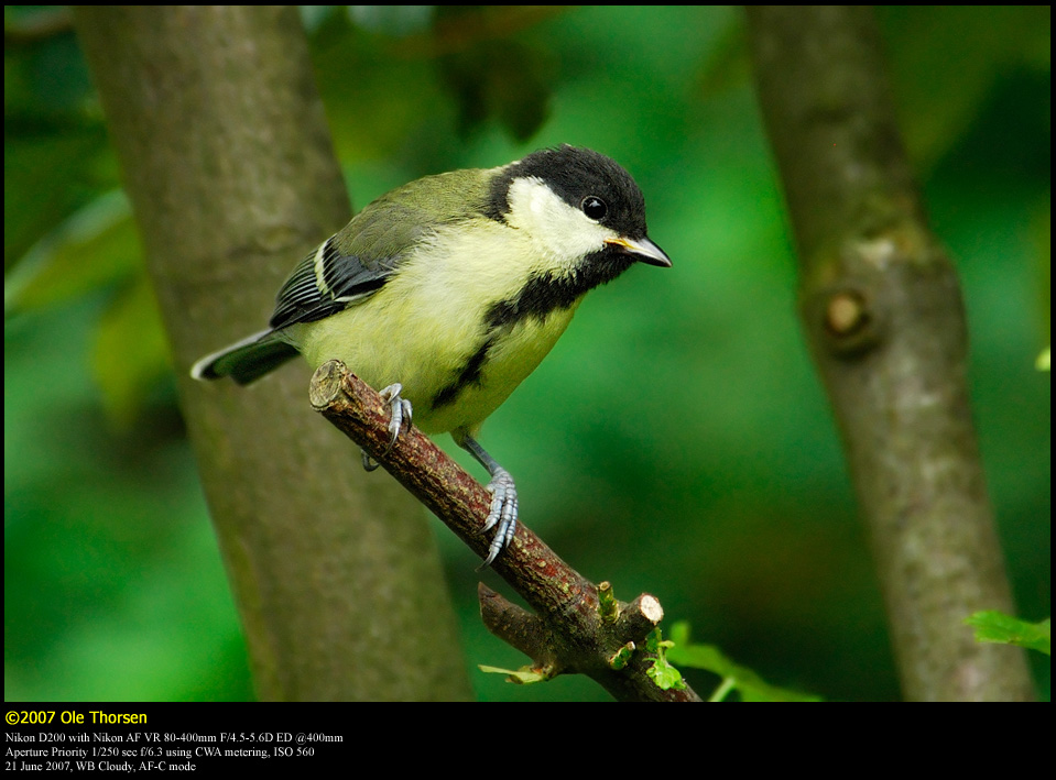 Great Tit (Musvit / Parus major)