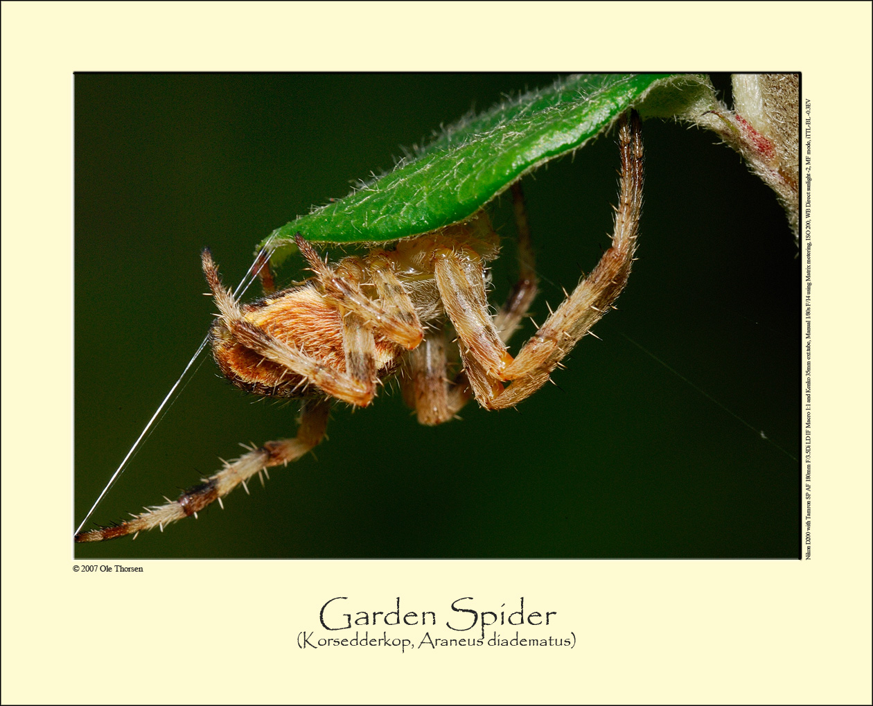 Garden Spider (Korsedderkop / Araneus diadematus)