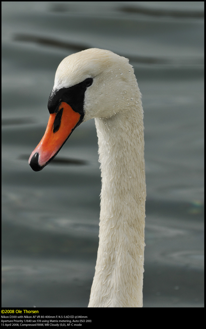 Mute swan (Knopsvane / Cygnus olor)