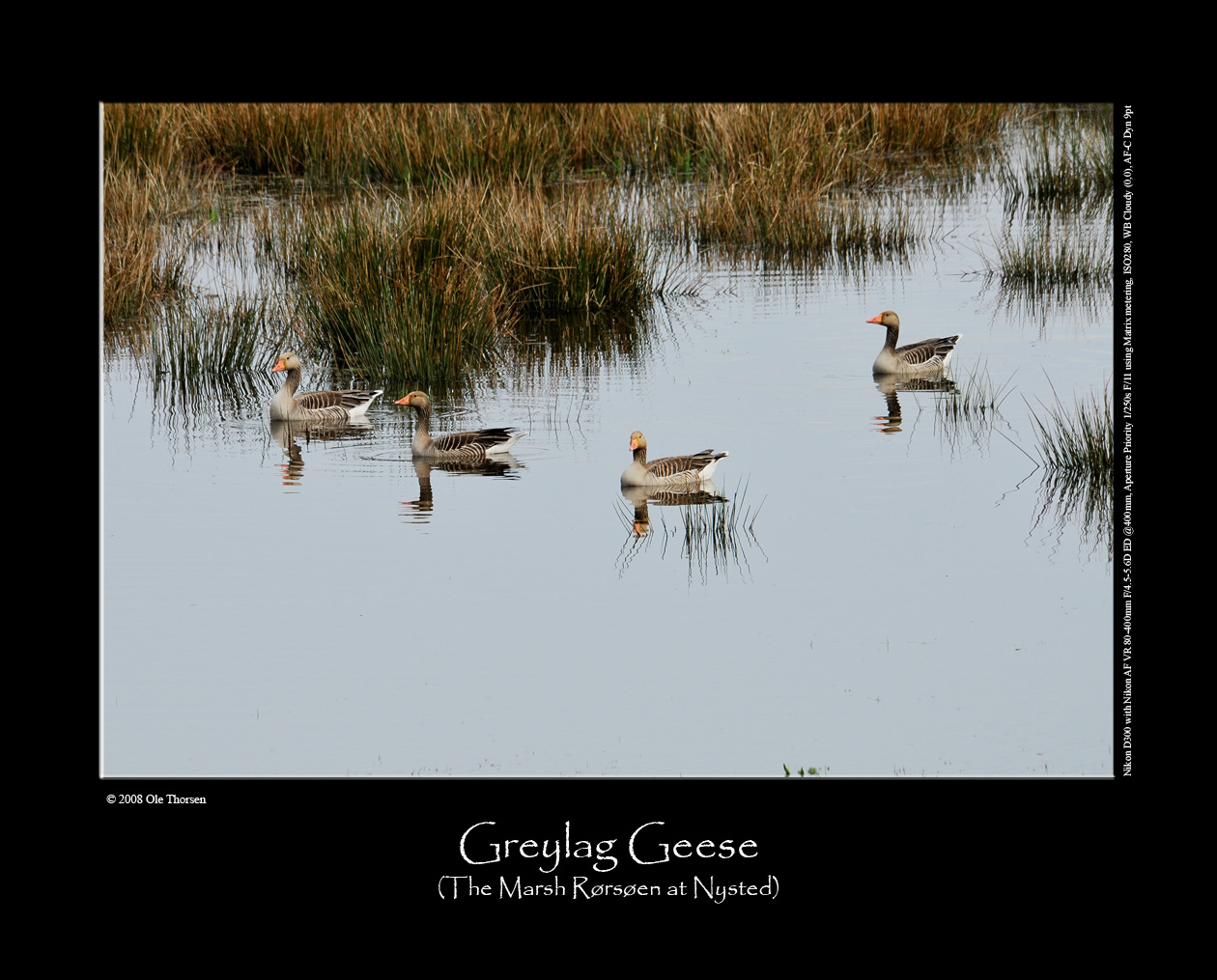 Greylag Geese at the Marsh Rrsen