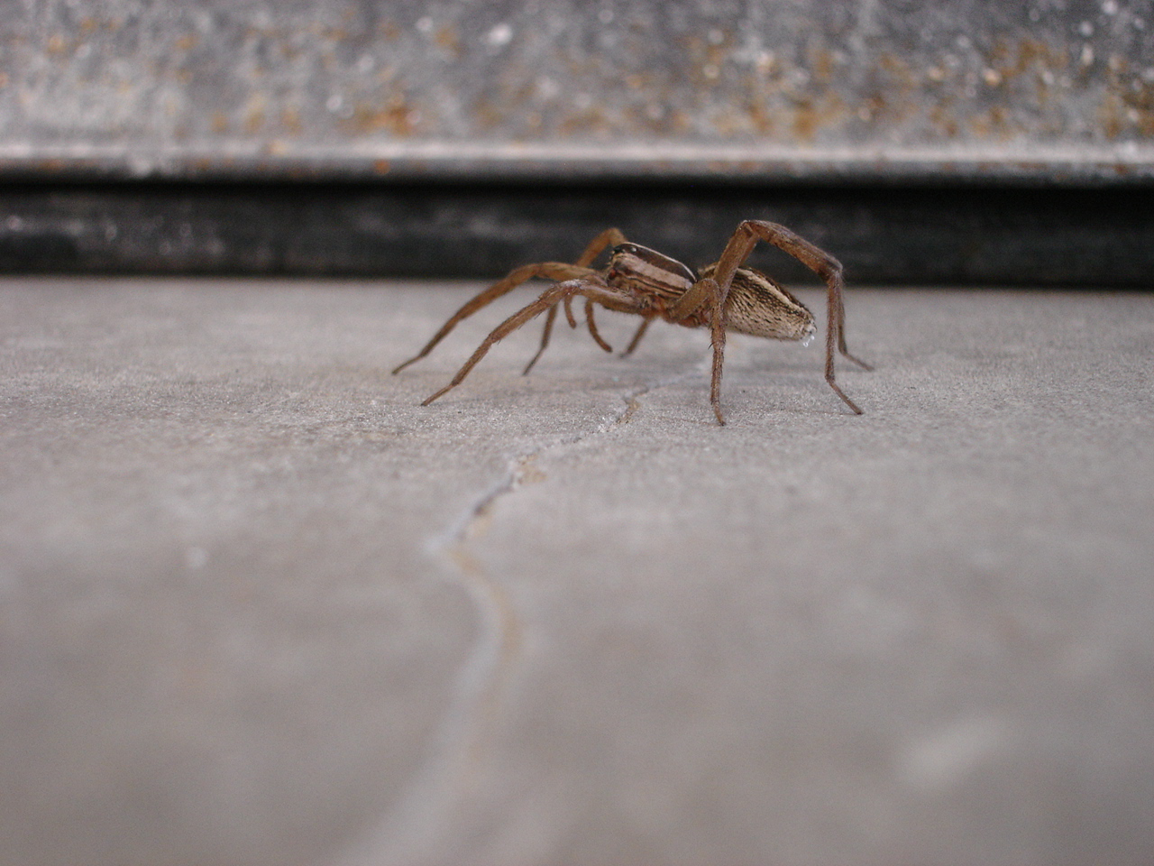 No Tarantula, but shes a terror in the shop