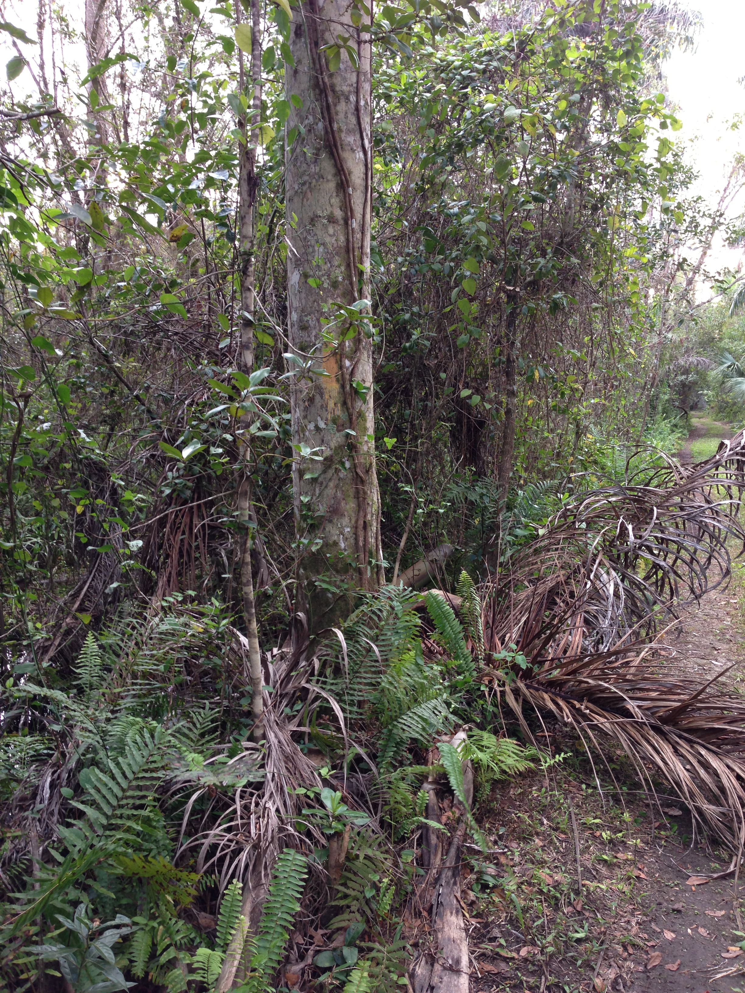 More fun with backcountry swamp trail markers