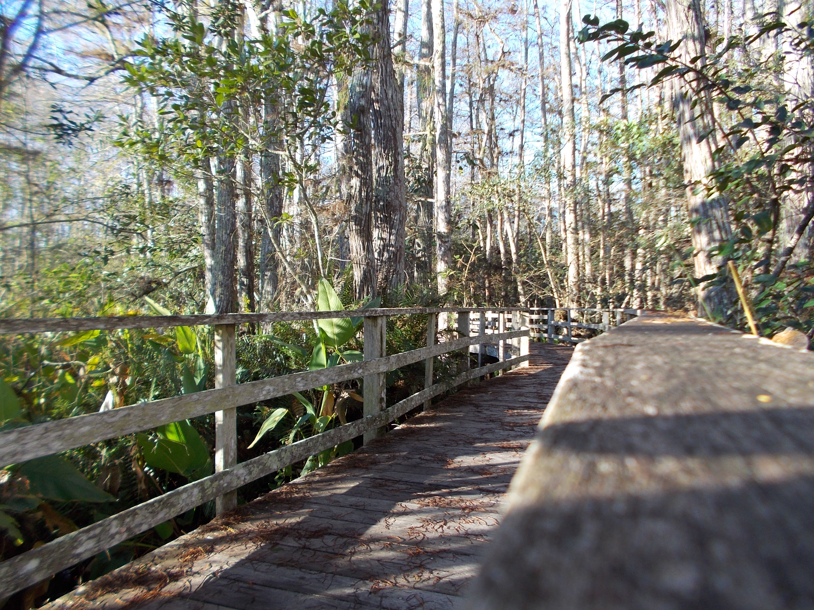Early AM along the boardwalk