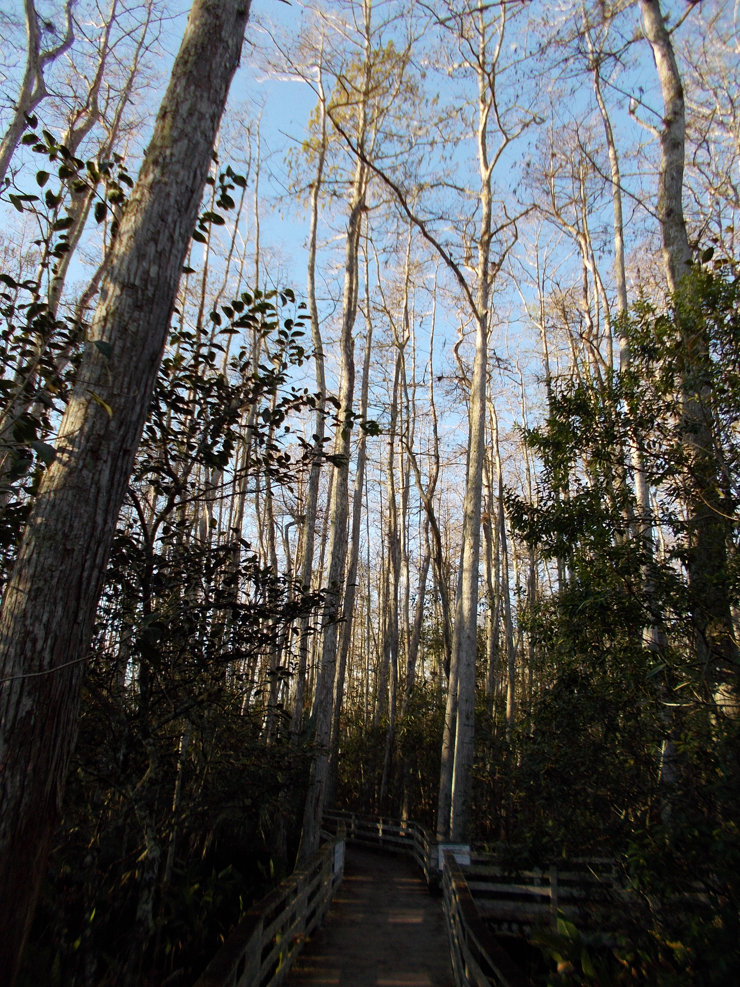 Trees over the swamp.