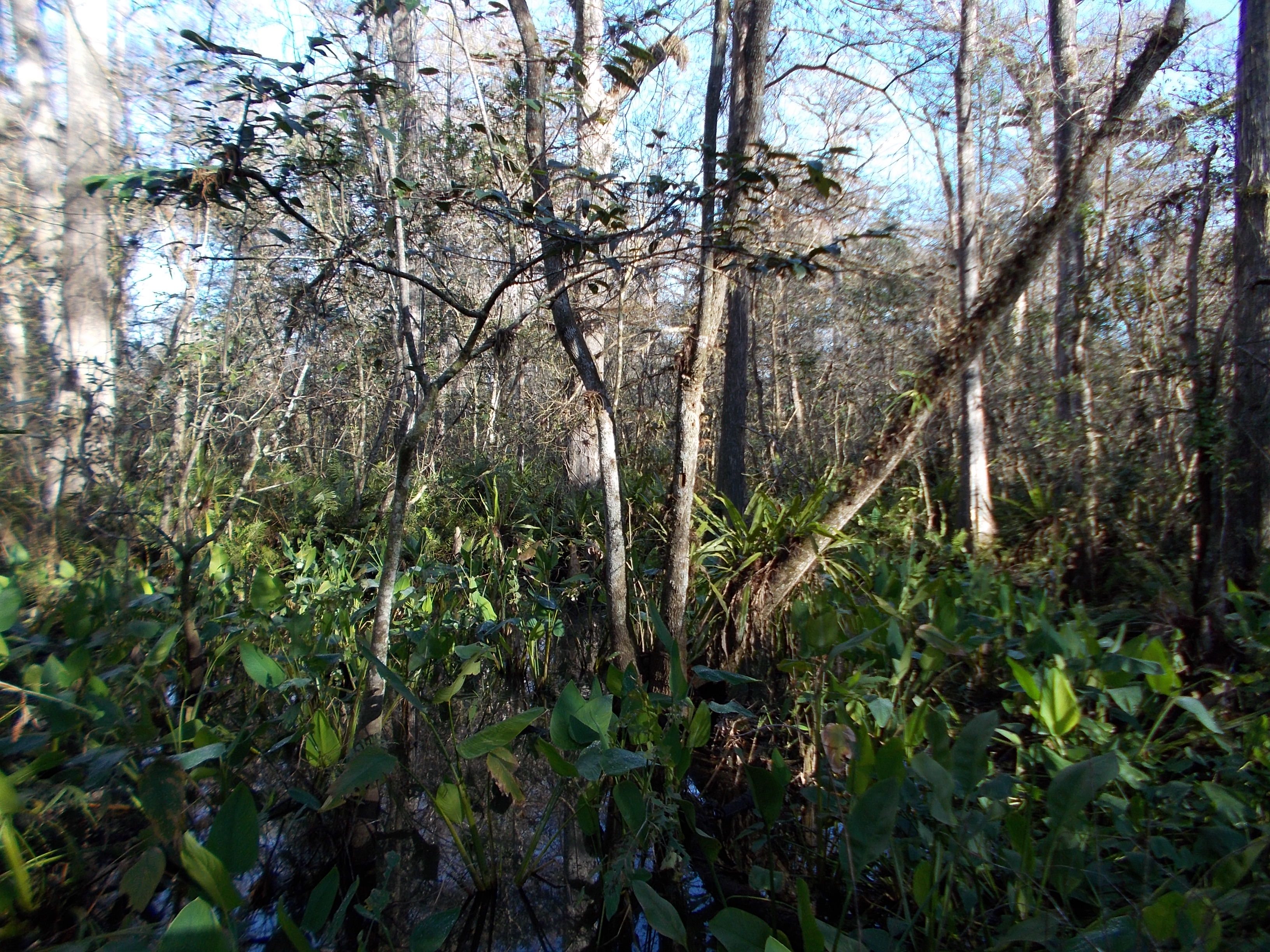 Swamp