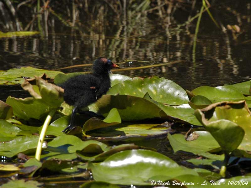 COMMON-MOORHEN chick