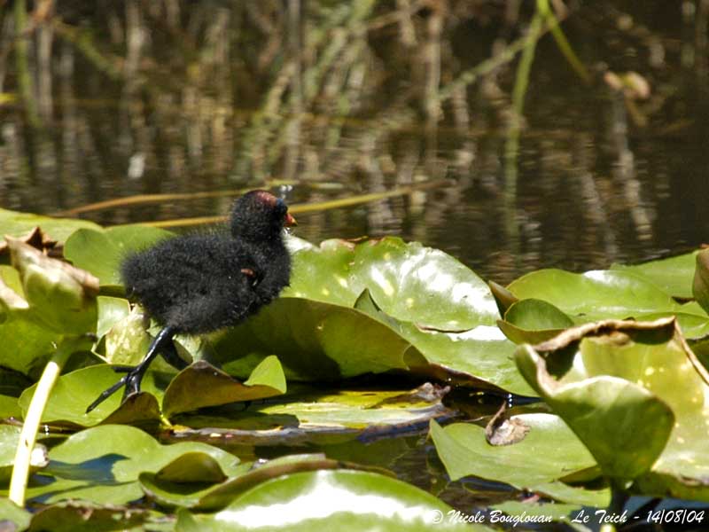COMMON-MOORHEN chick