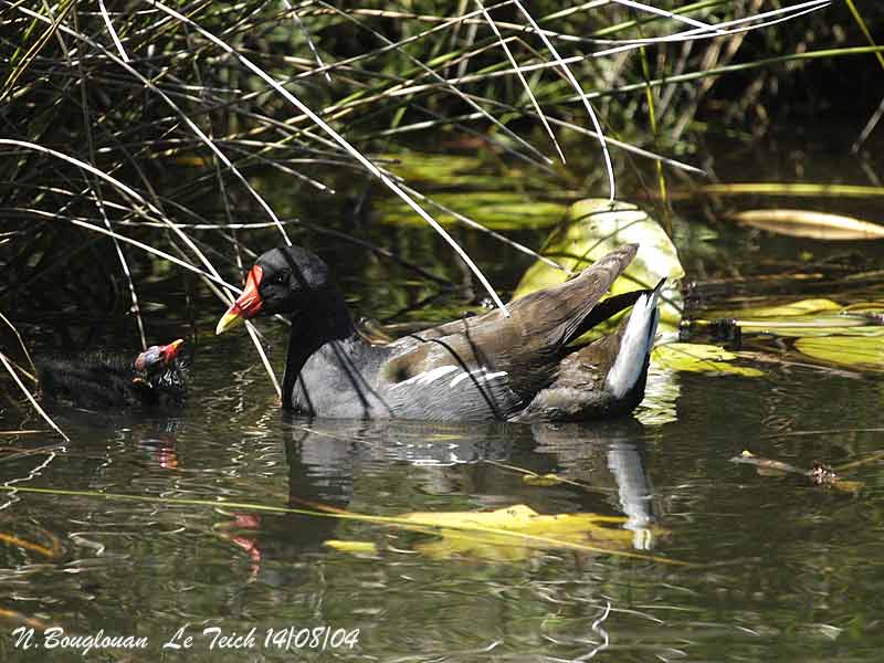 COMMON-MOORHEN