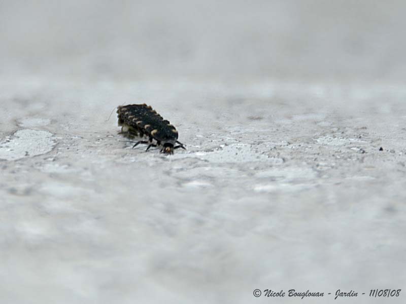 Seven-spotted Ladybeetle - Coccinella septempunctata - Coccinelle  sept points - LARVAE