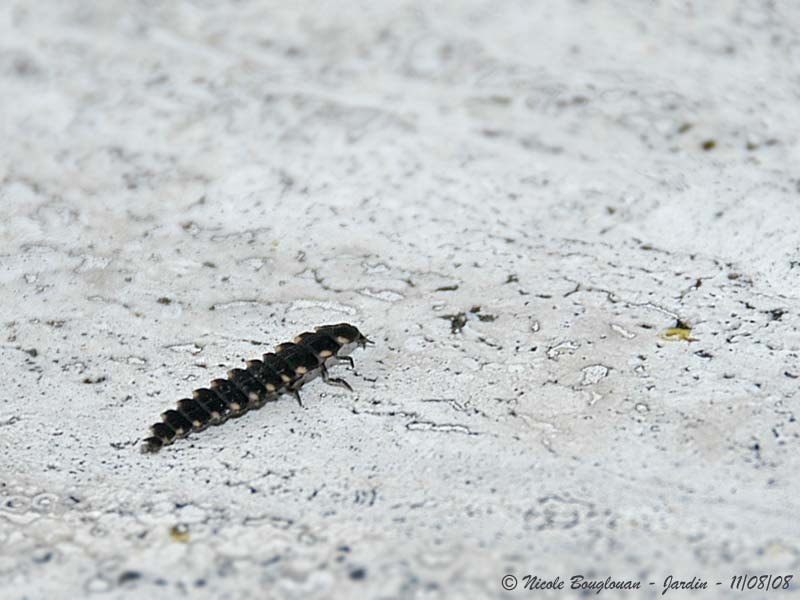 Seven-spotted Ladybeetle - Coccinella septempunctata - Coccinelle  sept points - LARVAE