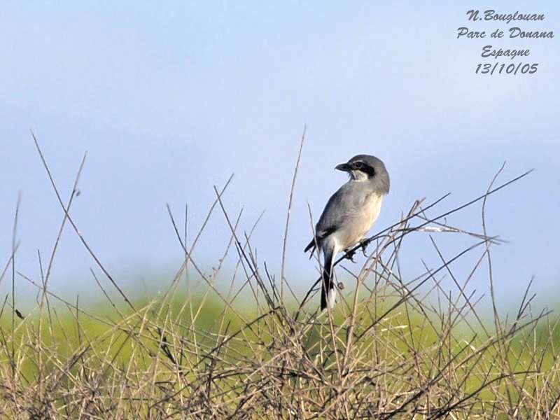 Southern Grey Shrike