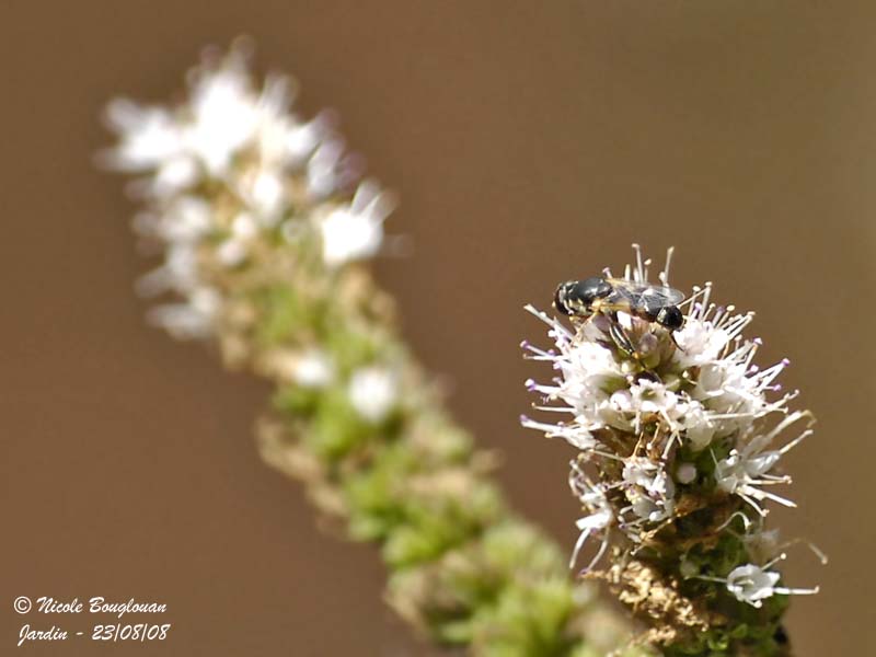 SYRPHIDAE - PLATYCHEIRUS