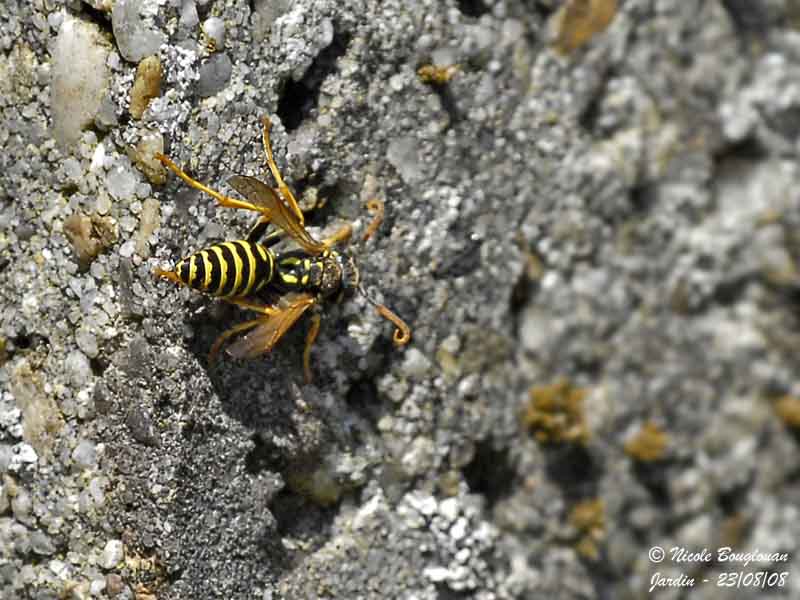 COMMON WASP