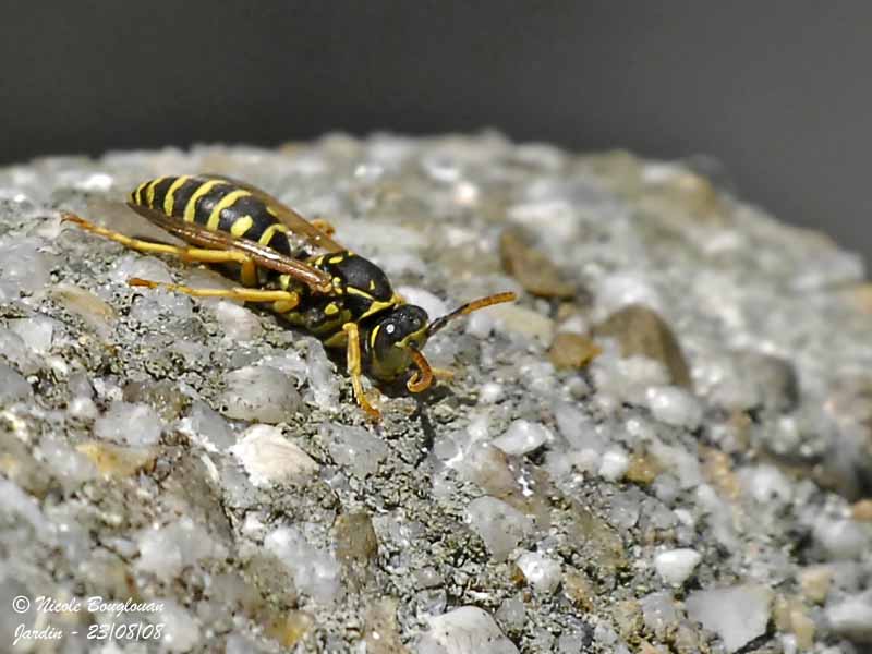 COMMON WASP