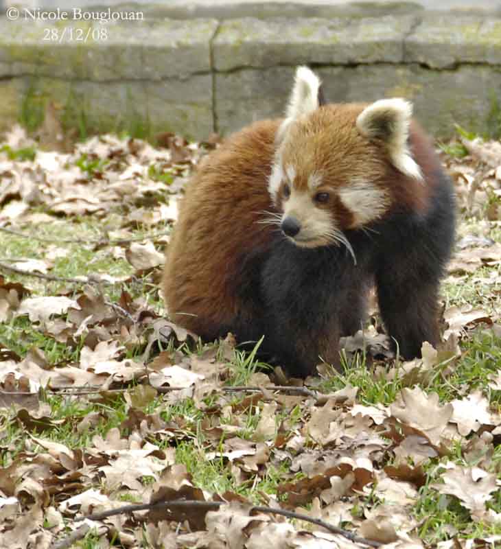 RED PANDA