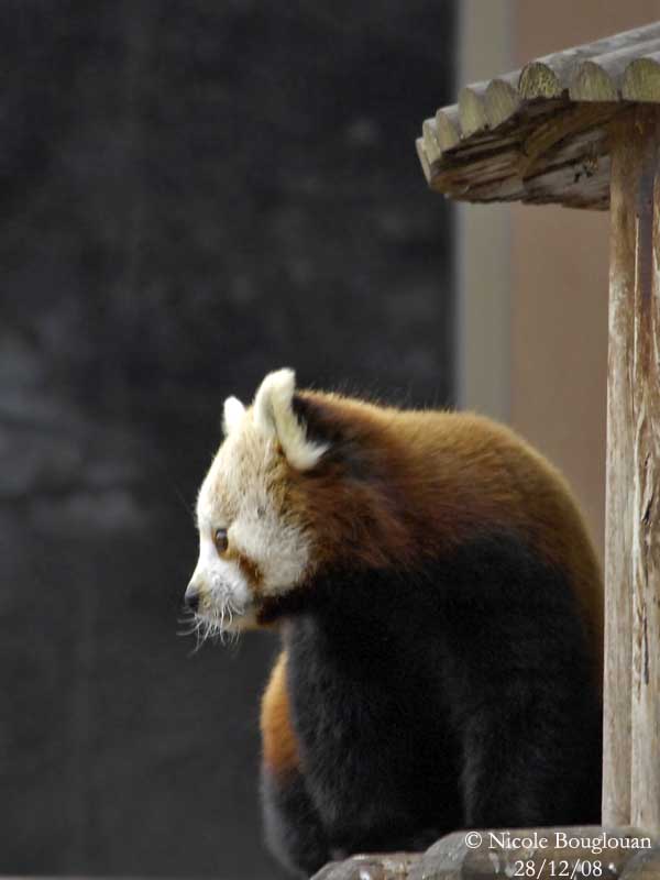 RED PANDA