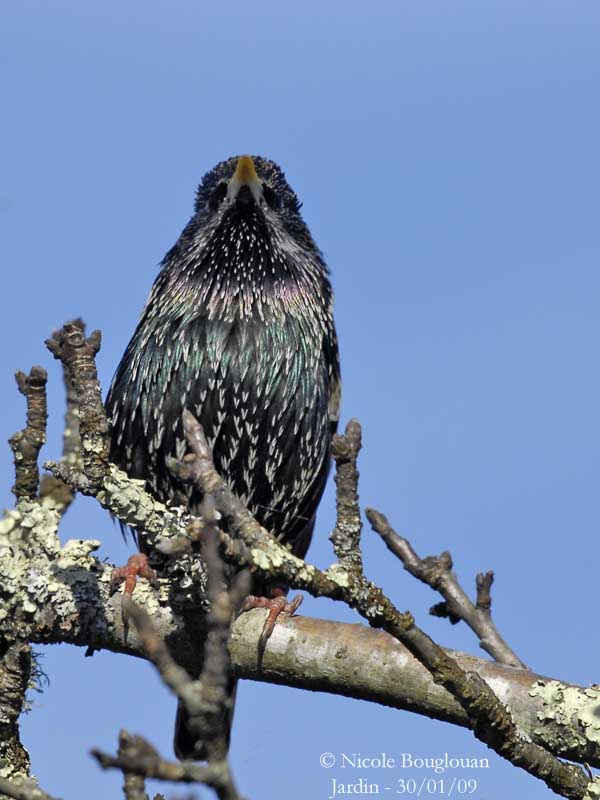 EUROPEAN STARLING