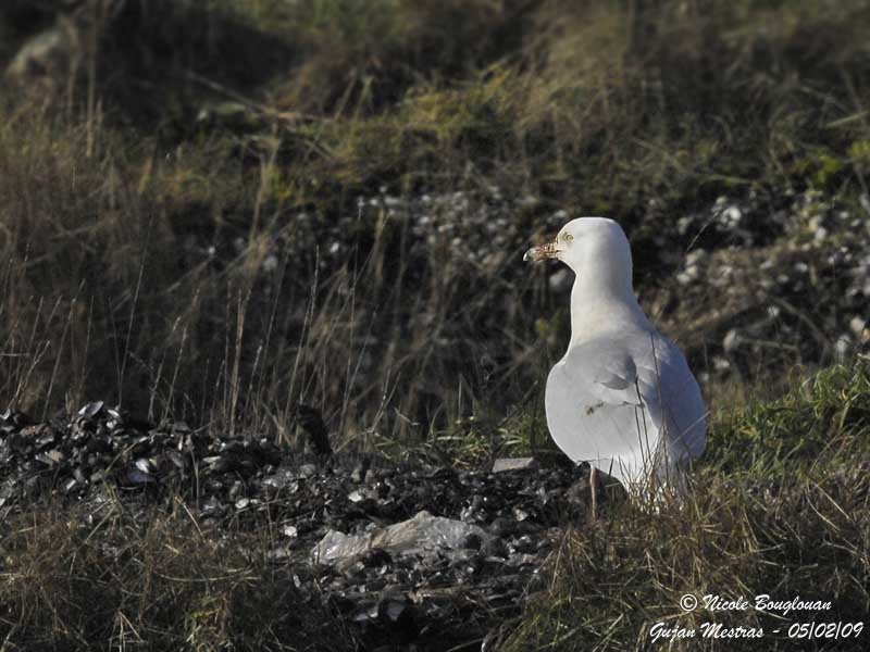 GLAUCOUS GULL