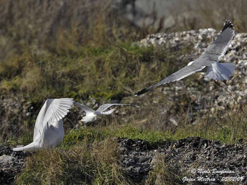 GLAUCOUS GULL