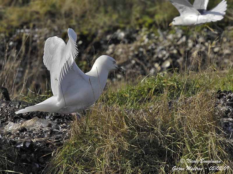 GLAUCOUS GULL