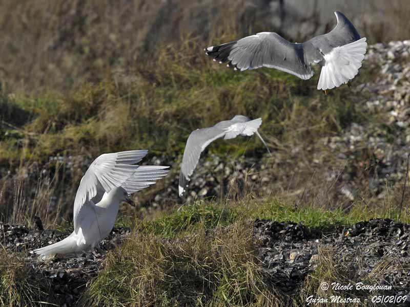 GLAUCOUS GULL