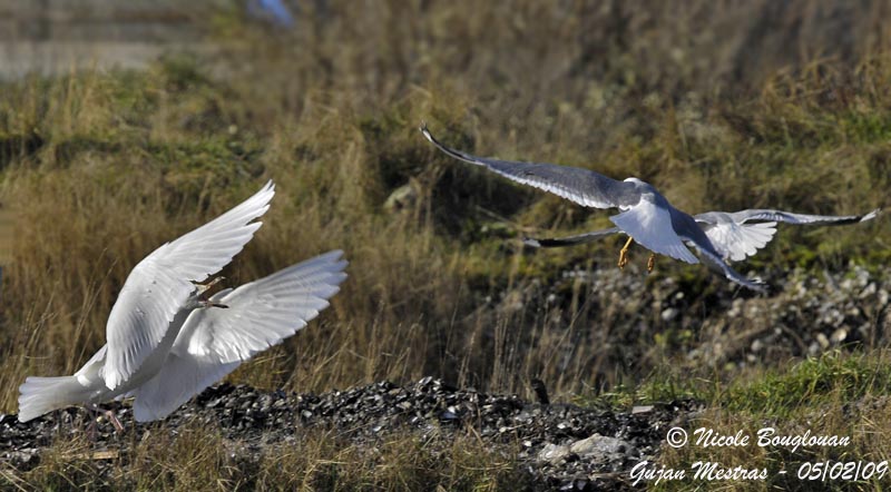 GLAUCOUS GULL