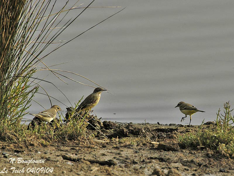 WESTERN YELLOW WAGTAIL First winter