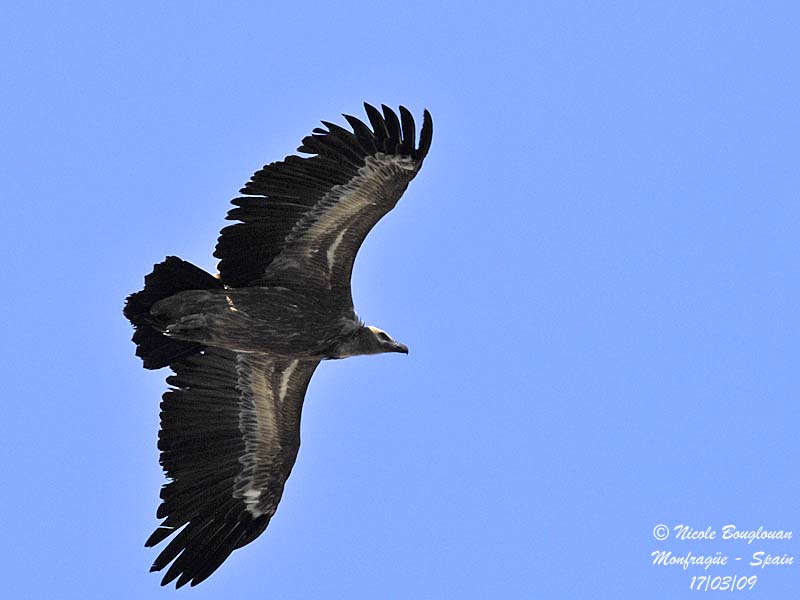 EURASIAN GRIFFON VULTURE