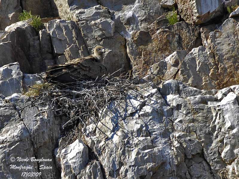 EURASIAN GRIFFON VULTURE at nest