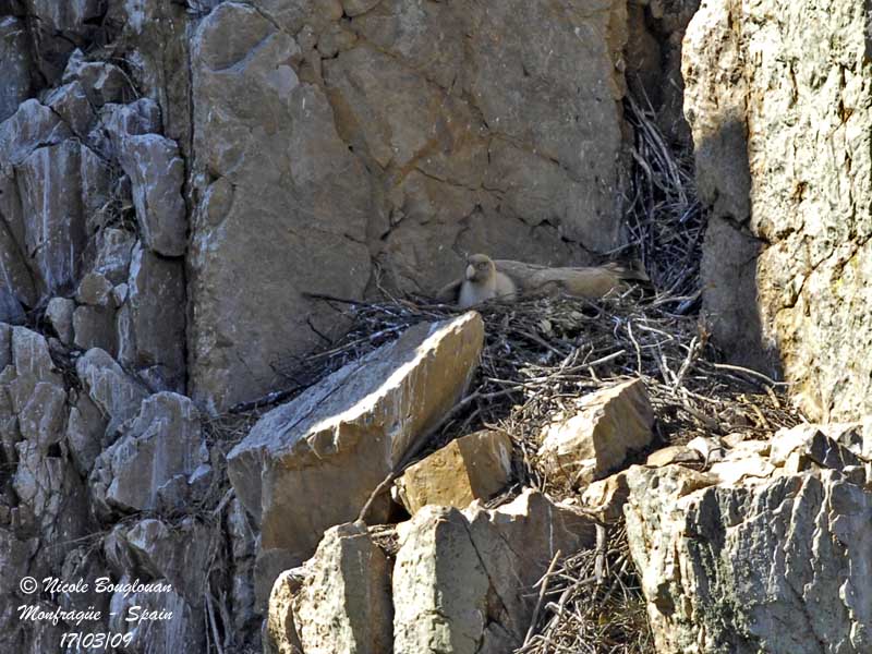 EURASIAN GRIFFON VULTURE at nest